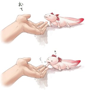 Rating: Safe Score: 0 Tags: ambiguous_gender amphibian aquatic axolotl biped daww dialogue disembodied_hand domestic_pet duo e621 external_gills feathers feral gills human humanoid_hands japanese_text mammal mole_salamander nakashima723 open_mouth quadruped red_body red_feathers salamander simple_background size_difference solo_focus tan_body tan_skin text training translated white_background white_body white_skin User: bunchy7s