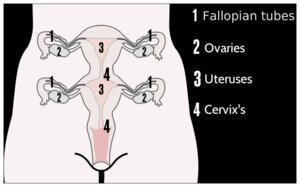 Rating: Explicit Score: 0 Tags: ambiguous_species cervix chart diagram e621 english_text female genitals internal mily multi_cervix multi_uterus not_furry solo text uterus vaginal_canal User: bunchy7s