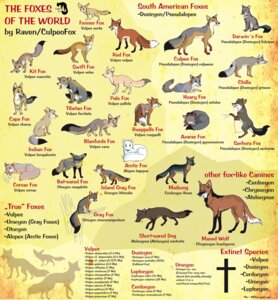 Rating: Safe Score: 0 Tags: 2008 absolutely_everyone ambiguous_gender arctic_fox bat-eared_fox bengal_fox binomial_nomenclature blanford's_fox canid canine cape_fox corsac_fox crab-eating_fox cross culpeo_fox culpeofox darwin's_fox digital_media_(artwork) e621 educational english_text fennec_fox feral fox grey_fox group hi_res hoary_fox island_fox kit_fox large_group latin_text mammal maned_wolf nude pale_fox pampas_fox quadruped red_fox ruppell's_fox sechuran_fox short-eared_dog silhouette south_american_fox south_american_grey_fox swift_fox tagging_guidelines_illustrated tail text the_more_you_know tibetan_sand_fox true_fox urocyon whiskers User: bunchy7s
