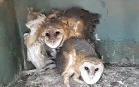 Rating: Questionable Score: 0 Tags: 16:10 ambiguous_gender ambiguous_pred ambiguous_prey animated animated_gif avian barn_owl beak bird creepy death e621 eating feathered_wings feathers feral feral_pred feral_prey grandfathered_content group looking_at_viewer loop low_res mammal murid murine nest owl rat real rodent short_playtime tyto tytonid unknown_artist vore widescreen wings User: bunchy7s Rating: Questionable Score: 0 Tags: 16:10 ambiguous_gender ambiguous_pred ambiguous_prey animated animated_gif avian barn_owl beak bird creepy death e621 eating feathered_wings feathers feral feral_pred feral_prey grandfathered_content group looking_at_viewer loop low_res mammal murid murine nest owl rat real rodent short_playtime tyto tytonid unknown_artist vore widescreen wings User: bunchy7s