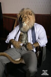 Rating: Questionable Score: 0 Tags: 2:3 abs accessory anthro bottomwear clock clothed clothing e621 felid lion looking_at_viewer male mammal muscular muscular_anthro muscular_male necktie pantherine pants partially_clothed pecs photo_manipulation photomorph shirt solo suit tail tempkitty text third-party_edit topwear undressing watch User: bunchy7s Rating: Questionable Score: 0 Tags: 2:3 abs accessory anthro bottomwear clock clothed clothing e621 felid lion looking_at_viewer male mammal muscular muscular_anthro muscular_male necktie pantherine pants partially_clothed pecs photo_manipulation photomorph shirt solo suit tail tempkitty text third-party_edit topwear undressing watch User: bunchy7s