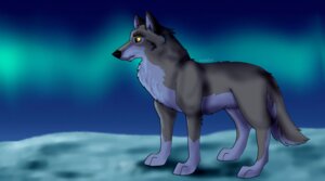 Rating: Safe Score: 0 Tags: 2013 balto balto_(series) brown_body brown_eyes brown_fur canid canine canis cool_colors digitigrade e621 feral fur hi_res hybrid ionday male mammal outside quadruped snow solo tail universal_studios wolf wolfdog User: bunchy7s