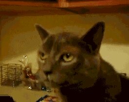 Rating: Safe Score: 0 Tags: ambiguous_gender animated animated_gif black_body black_fur bodily_fluids booger_eating cannot_unsee domestic_cat dried_nasal_mucus e621 felid feline felis feral fur grandfathered_content licking loop low_res mammal pink_tongue real short_playtime sneeze snot solo tongue tongue_out unknown_artist what User: bunchy7s
