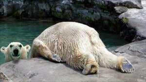 Rating: Safe Score: 0 Tags: ambiguous_gender bear duo e621 feral grandfathered_content looking_at_viewer mammal polar_bear real unknown_artist ursine vivarium water wet zoo_(facility) User: bunchy7s Rating: Safe Score: 0 Tags: ambiguous_gender bear duo e621 feral grandfathered_content looking_at_viewer mammal polar_bear real unknown_artist ursine vivarium water wet zoo_(facility) User: bunchy7s