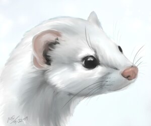 Rating: Safe Score: 0 Tags: 6:5 ambiguous_gender conditional_dnp digital_media_(artwork) digital_painting_(artwork) e621 feral fur mammal moodyferret mustelid musteline painting_(artwork) solo stoat true_musteline weasel white_body white_fur winter_pelt User: bunchy7s