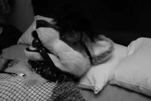 Rating: Explicit Score: 0 Tags: amran_(character) anthro ball_gag bell black_collar black_hair blindfold canid canine canis clothing collar costume dark_collar dark_hair e621 fursuit gag gagged grandfathered_content hair leash male mammal monochrome monotone_collar monotone_hair real short_hair solo unavailable_at_source unknown_artist wolf User: bunchy7s