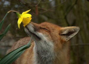 Rating: Safe Score: 0 Tags: 2010 ambiguous_gender canid canine daffodil_(flower) daww day detailed_background e621 eyes_closed feral flower forest fox fur grandfathered_content half-length_portrait inner_ear_fluff long_mouth mammal markings matt_binstead multicolored_body multicolored_fur nature orange_body orange_fur outside plant portrait real red_fox side_view sniffing snout solo tree true_fox tuft whiskers white_body white_fur User: bunchy7s