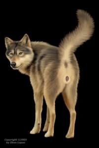 Rating: Explicit Score: 0 Tags: 2003 2:3 anatomically_correct anatomically_correct_anus anatomically_correct_genitalia anatomically_correct_vulva animal_genitalia animal_vulva anus butt canid canine canine_genitalia canine_vulva canis e621 ebon_lupus female feral genitals hi_res looking_back mammal northwestern_wolf photorealism presenting presenting_hindquarters raised_tail realistic rear_view solo tail tail_anus vulva wolf User: bunchy7s Rating: Explicit Score: 0 Tags: 2003 2:3 anatomically_correct anatomically_correct_anus anatomically_correct_genitalia anatomically_correct_vulva animal_genitalia animal_vulva anus butt canid canine canine_genitalia canine_vulva canis e621 ebon_lupus female feral genitals hi_res looking_back mammal northwestern_wolf photorealism presenting presenting_hindquarters raised_tail realistic rear_view solo tail tail_anus vulva wolf User: bunchy7s