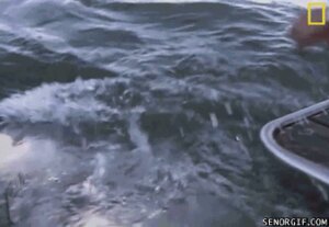 Rating: Safe Score: 0 Tags: ambiguous_gender animated animated_gif aquatic black_nose disembodied_hand duo e621 feral fish grandfathered_content great_white_shark human jaws_(film) loop low_res mackerel_shark male mammal metal open_mouth real sea shark short_playtime solo_focus teeth universal_studios unknown_artist water white_shark User: bunchy7s Rating: Safe Score: 0 Tags: ambiguous_gender animated animated_gif aquatic black_nose disembodied_hand duo e621 feral fish grandfathered_content great_white_shark human jaws_(film) loop low_res mackerel_shark male mammal metal open_mouth real sea shark short_playtime solo_focus teeth universal_studios unknown_artist water white_shark User: bunchy7s