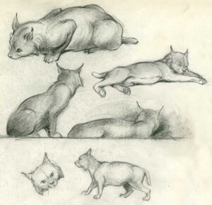 Rating: Safe Score: 0 Tags: 20th_century ambiguous_gender ancient_art cheek_tuft clair_weeks disney e621 facial_tuft felid feline feral graphite_(artwork) greyscale looking_down lynx mammal monochrome multiple_poses pawpads paws pose quadruped shaded simple_background sketch solo standing tail traditional_media_(artwork) tuft User: bunchy7s Rating: Safe Score: 0 Tags: 20th_century ambiguous_gender ancient_art cheek_tuft clair_weeks disney e621 facial_tuft felid feline feral graphite_(artwork) greyscale looking_down lynx mammal monochrome multiple_poses pawpads paws pose quadruped shaded simple_background sketch solo standing tail traditional_media_(artwork) tuft User: bunchy7s