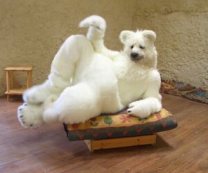 Rating: Safe Score: 0 Tags: ambiguous_gender anthro bd bear clothing costume e621 fur fursuit grandfathered_content mammal polar_bear real solo ursine white_body white_fur User: bunchy7s Rating: Safe Score: 0 Tags: ambiguous_gender anthro bd bear clothing costume e621 fur fursuit grandfathered_content mammal polar_bear real solo ursine white_body white_fur User: bunchy7s