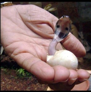 Rating: Safe Score: 0 Tags: ambiguous_gender birth cobra disembodied_hand duo e621 egg feral grandfathered_content hatching_from_egg human looking_at_viewer mammal neonate photography_(artwork) real reptile scalie snake snake_hood solo_focus unknown_artist young User: bunchy7s