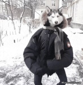 Rating: Safe Score: 0 Tags: ambiguous_gender animated animated_gif anthro canid canine canis dancing domestic_dog e621 grandfathered_content humor husky low_res mammal nordic_sled_dog outside plant real short_playtime snow solo spitz tree unknown_artist User: bunchy7s Rating: Safe Score: 0 Tags: ambiguous_gender animated animated_gif anthro canid canine canis dancing domestic_dog e621 grandfathered_content humor husky low_res mammal nordic_sled_dog outside plant real short_playtime snow solo spitz tree unknown_artist User: bunchy7s