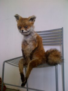 Rating: Safe Score: 0 Tags: 3:4 adele_morse ambiguous_gender anthro bad_taxidermy biped canid canine chair e621 fox fur furniture grandfathered_content lol_comments looking_at_viewer mammal nightmare_fuel orange_body orange_fur plushie reaction_image real sitting solo stoned_fox tail taxidermy uncanny_valley what_has_science_done where_is_your_god_now white_body white_fur why User: bunchy7s Rating: Safe Score: 0 Tags: 3:4 adele_morse ambiguous_gender anthro bad_taxidermy biped canid canine chair e621 fox fur furniture grandfathered_content lol_comments looking_at_viewer mammal nightmare_fuel orange_body orange_fur plushie reaction_image real sitting solo stoned_fox tail taxidermy uncanny_valley what_has_science_done where_is_your_god_now white_body white_fur why User: bunchy7s