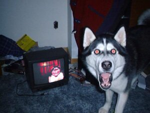 Rating: Safe Score: 0 Tags: 2010 4:3 ambiguous_gender body_horror canid canine canis compression_artifacts creepypasta crt domestic_dog e621 electronics feral flabbergasted grandfathered_content grin husky inside looking_at_viewer male mammal meme messy nightmare_fuel nordic_sled_dog open_mouth real red_eyes shocked smile smile.dog solo spitz surprised teeth television third-party_edit tongue unknown_artist User: bunchy7s Rating: Safe Score: 0 Tags: 2010 4:3 ambiguous_gender body_horror canid canine canis compression_artifacts creepypasta crt domestic_dog e621 electronics feral flabbergasted grandfathered_content grin husky inside looking_at_viewer male mammal meme messy nightmare_fuel nordic_sled_dog open_mouth real red_eyes shocked smile smile.dog solo spitz surprised teeth television third-party_edit tongue unknown_artist User: bunchy7s