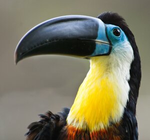 Rating: Safe Score: 0 Tags: ambiguous_gender avian beak bird black_body black_eyes black_feathers blue_body blue_feathers blue_markings bust_portrait channel-billed_toucan countershading curious e621 feathers feral grandfathered_content grey_background lol_comments looking_at_viewer low_res markings orange_body orange_feathers piciform portrait real simple_background solo toucan true_toucan unknown_artist white_body white_countershading white_feathers yellow_body yellow_countershading yellow_feathers User: bunchy7s Rating: Safe Score: 0 Tags: ambiguous_gender avian beak bird black_body black_eyes black_feathers blue_body blue_feathers blue_markings bust_portrait channel-billed_toucan countershading curious e621 feathers feral grandfathered_content grey_background lol_comments looking_at_viewer low_res markings orange_body orange_feathers piciform portrait real simple_background solo toucan true_toucan unknown_artist white_body white_countershading white_feathers yellow_body yellow_countershading yellow_feathers User: bunchy7s