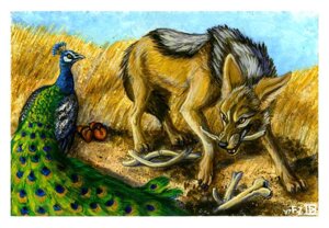 Rating: Safe Score: 0 Tags: 2007 ambiguous_gender avian beak bird bone canid canine canis cloud day duo e621 eye_contact feathers feral foxfeather galliform indian_peafowl jackal looking_at_another male mammal outside peacock_feather peafowl phasianid quadruped sky tail User: bunchy7s Rating: Safe Score: 0 Tags: 2007 ambiguous_gender avian beak bird bone canid canine canis cloud day duo e621 eye_contact feathers feral foxfeather galliform indian_peafowl jackal looking_at_another male mammal outside peacock_feather peafowl phasianid quadruped sky tail User: bunchy7s