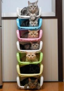Rating: Safe Score: 0 Tags: ambiguous_gender classic_tabby domestic_cat e621 felid feline felis feral grandfathered_content group looking_at_viewer mackerel_tabby mammal real tabby_cat unknown_artist User: bunchy7s