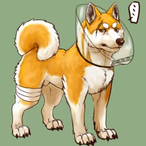 Rating: Explicit Score: 0 Tags: 1:1 2011 4_toes animal_genitalia bandage brown_eyes brown_nose canid canine canis claws cone_of_shame domestic_dog e621 facial_scar feet feral full-length_portrait fully_sheathed fur genitals green_background komondor_(artist) leg_wraps looking_aside looking_at_viewer male mammal medical_instrument mostly_nude orange_body orange_fur portrait raised_tail scar scientific_instrument sheath shiba_inu simple_background solo spitz tail toes white_body white_fur wraps User: bunchy7s Rating: Explicit Score: 0 Tags: 1:1 2011 4_toes animal_genitalia bandage brown_eyes brown_nose canid canine canis claws cone_of_shame domestic_dog e621 facial_scar feet feral full-length_portrait fully_sheathed fur genitals green_background komondor_(artist) leg_wraps looking_aside looking_at_viewer male mammal medical_instrument mostly_nude orange_body orange_fur portrait raised_tail scar scientific_instrument sheath shiba_inu simple_background solo spitz tail toes white_body white_fur wraps User: bunchy7s