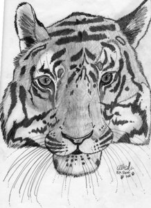 Rating: Safe Score: 0 Tags: alin_raven ambiguous_gender e621 felid feral front_view fur graphite_(artwork) headshot_portrait looking_at_viewer mammal monochrome pantherine portrait simple_background solo stripes tiger traditional_media_(artwork) User: bunchy7s Rating: Safe Score: 0 Tags: alin_raven ambiguous_gender e621 felid feral front_view fur graphite_(artwork) headshot_portrait looking_at_viewer mammal monochrome pantherine portrait simple_background solo stripes tiger traditional_media_(artwork) User: bunchy7s