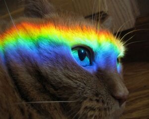 Rating: Safe Score: 0 Tags: 5:4 ambiguous_gender domestic_cat e621 felid feline felis feral grandfathered_content mammal meme nyan_cat_(copyright) photography_(artwork) prism rainbow real solo unknown_artist User: bunchy7s Rating: Safe Score: 0 Tags: 5:4 ambiguous_gender domestic_cat e621 felid feline felis feral grandfathered_content mammal meme nyan_cat_(copyright) photography_(artwork) prism rainbow real solo unknown_artist User: bunchy7s