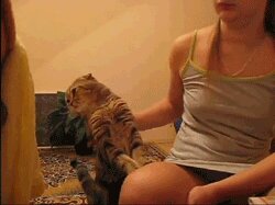 Rating: Safe Score: 0 Tags: ambiguous_gender animated animated_gif domestic_cat duo e621 felid feline felis female feral grandfathered_content human low_res mackerel_tabby mammal petting poking real scottish_fold short_playtime thumbnail unknown_artist User: bunchy7s Rating: Safe Score: 0 Tags: ambiguous_gender animated animated_gif domestic_cat duo e621 felid feline felis female feral grandfathered_content human low_res mackerel_tabby mammal petting poking real scottish_fold short_playtime thumbnail unknown_artist User: bunchy7s