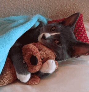 Rating: Safe Score: 0 Tags: ambiguous_gender animated animated_gif bedding blanket cuddling daww domestic_cat e621 felid feline felis feral grandfathered_content hug looking_at_viewer loop low_res mammal pillow plushie real short_playtime solo teddy_bear unknown_artist User: bunchy7s Rating: Safe Score: 0 Tags: ambiguous_gender animated animated_gif bedding blanket cuddling daww domestic_cat e621 felid feline felis feral grandfathered_content hug looking_at_viewer loop low_res mammal pillow plushie real short_playtime solo teddy_bear unknown_artist User: bunchy7s