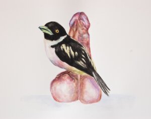 Rating: Explicit Score: 0 Tags: 2012 ambiguous_gender ambiguous_on_human avian balls beak bestiality bird black-and-yellow_broadbill black_body black_feathers brittany_zagoria broadbill disembodied_penis duo e621 erection feathers feral genitals human human_on_feral humanoid_genitalia humanoid_penis interspecies looking_at_viewer male male/ambiguous male_on_feral mammal old_world_suboscine painting_(artwork) passerine penis perching realistic realistic_feral side_view simple_background suboscine tail tail_feathers traditional_media_(artwork) traditional_painting_(artwork) traditional_watercolor_(artwork) vein watercolor_(artwork) what white_background white_body white_feathers User: bunchy7s