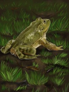 Rating: Safe Score: 0 Tags: 2012 ambiguous_gender amphibian black_eyes butt detailed_background dirt drgn8d e621 feral frog grass green_body green_skin green_theme leaf looking_away outside plant realistic solo User: bunchy7s