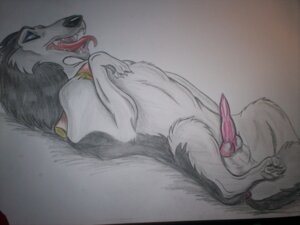 Rating: Explicit Score: 0 Tags: 4:3 4_toes akiak alaskan_malamute animal_genitalia animal_penis anus balls balto_(series) barefoot black_nose blue_eyes canid canine canine_genitalia canine_penis canis claws collar digitigrade domestic_dog e621 erection feet feral fur genitals grandfathered_content grey_body grey_fur hi_res knot lying male mammal nordic_sled_dog on_back open_mouth penis quadruped sharp_teeth simple_background solo spitz steele_(balto) tail teeth toes tongue universal_studios white_background white_body white_fur User: bunchy7s
