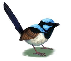 Rating: Safe Score: 0 Tags: 2013 avian beak bird black_body black_eyes black_feathers blue_body blue_feathers brown_body brown_feathers claws digital_media_(artwork) digital_painting_(artwork) e621 fairywren feathered_wings feathers feral flynx-flink full-length_portrait male malurid oscine painting_(artwork) passerine portrait shaded simple_background solo standing superb_fairywren tail tail_feathers white_background white_body white_feathers wings User: bunchy7s Rating: Safe Score: 0 Tags: 2013 avian beak bird black_body black_eyes black_feathers blue_body blue_feathers brown_body brown_feathers claws digital_media_(artwork) digital_painting_(artwork) e621 fairywren feathered_wings feathers feral flynx-flink full-length_portrait male malurid oscine painting_(artwork) passerine portrait shaded simple_background solo standing superb_fairywren tail tail_feathers white_background white_body white_feathers wings User: bunchy7s