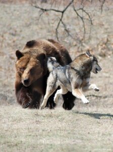 Rating: Safe Score: 0 Tags: ambiguous_gender bear canid canine canis chasing duo e621 eye_contact feral grandfathered_content looking_at_another looking_back mammal outside real running scared unknown_artist wolf User: bunchy7s Rating: Safe Score: 0 Tags: ambiguous_gender bear canid canine canis chasing duo e621 eye_contact feral grandfathered_content looking_at_another looking_back mammal outside real running scared unknown_artist wolf User: bunchy7s