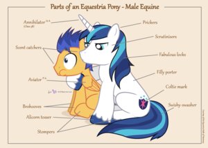 Rating: Safe Score: 0 Tags: anatomy anatomy_of biological_illustration blue_eyes blue_hair brown_body brown_feathers cutie_mark dm29 duo e621 english_text equid equine feathered_wings feathers feral flash_sentry_(mlp) friendship_is_magic fur hair hasbro horn long_hair male mammal model_sheet my_little_pony mythological_creature mythological_equine mythology pegasus shining_armor_(mlp) side_view sitting species_sheet technical_illustration text unicorn white_body white_fur wings zoological_illustration User: bunchy7s