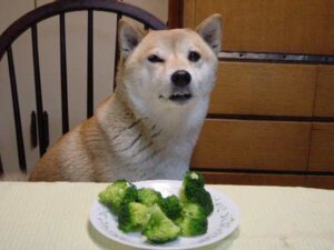 Rating: Safe Score: 0 Tags: 4:3 ambiguous_gender broccoli canid canine canis chair dinner distaste domestic_dog e621 feral food furniture grandfathered_content looking_at_viewer mammal meme plant reaction_image real shiba_inu solo spitz unknown_artist vegetable wood wood_chair wood_furniture User: bunchy7s