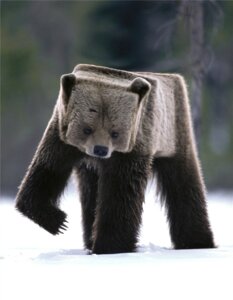Rating: Safe Score: 0 Tags: ambiguous_gender bear blurred_background e621 feral grandfathered_content hi_res humor mammal microsoft minecraft mojang outside quadruped raised_leg real shopped snow solo surrealism third-party_edit unknown_artist what_has_science_done winter xbox_game_studios User: bunchy7s Rating: Safe Score: 0 Tags: ambiguous_gender bear blurred_background e621 feral grandfathered_content hi_res humor mammal microsoft minecraft mojang outside quadruped raised_leg real shopped snow solo surrealism third-party_edit unknown_artist what_has_science_done winter xbox_game_studios User: bunchy7s