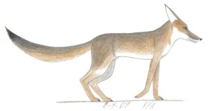 Rating: Safe Score: 0 Tags: canid canine devy digitigrade e621 feral fox kfx klutchfox male mammal quadruped solo swift_fox tail true_fox User: bunchy7s