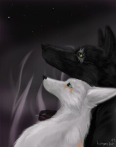 Rating: Safe Score: 0 Tags: 2009 ambiguous_gender black_body black_fur canid canine claws duo e621 feral fur green_eyes limarko mammal night outside romantic romantic_ambiance romantic_couple sky star white_body white_fur User: bunchy7s