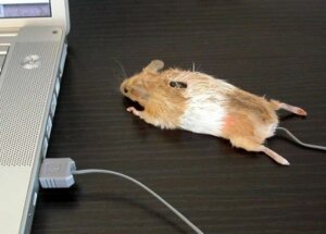 Rating: Safe Score: 0 Tags: ambiguous_gender computer displacement e621 electronics feral grandfathered_content humor laptop low_res mammal mouse murid murine photo plushie pun real rodent solo the_truth unknown_artist usb usb_compatible visual_pun what User: bunchy7s Rating: Safe Score: 0 Tags: ambiguous_gender computer displacement e621 electronics feral grandfathered_content humor laptop low_res mammal mouse murid murine photo plushie pun real rodent solo the_truth unknown_artist usb usb_compatible visual_pun what User: bunchy7s