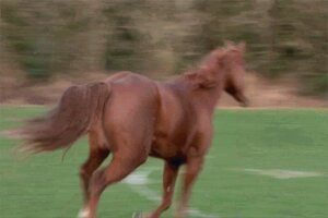 Rating: Safe Score: 0 Tags: 3:2 ambiguous_gender animated animated_gif clothed clothing duo e621 equid equine female feral grandfathered_content grass horse human looking_away low_res mammal outside plant quadruped real run_over running short_playtime source_request tail tree unknown_artist what User: bunchy7s Rating: Safe Score: 0 Tags: 3:2 ambiguous_gender animated animated_gif clothed clothing duo e621 equid equine female feral grandfathered_content grass horse human looking_away low_res mammal outside plant quadruped real run_over running short_playtime source_request tail tree unknown_artist what User: bunchy7s