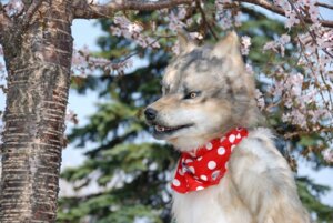 Rating: Safe Score: 0 Tags: ambiguous_gender anthro canid canine canis clothing costume e621 fangs fursuit grandfathered_content kerchief mammal nature outside plant real solo teeth tree unknown_artist wolf wood yellow_eyes User: bunchy7s Rating: Safe Score: 0 Tags: ambiguous_gender anthro canid canine canis clothing costume e621 fangs fursuit grandfathered_content kerchief mammal nature outside plant real solo teeth tree unknown_artist wolf wood yellow_eyes User: bunchy7s