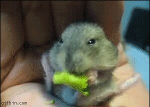 Rating: Safe Score: 0 Tags: ambiguous_gender animated animated_gif broccoli cricetid disembodied_hand duo e621 feral food grandfathered_content hamster humor low_res male mammal nom plant real rodent short_playtime solo_focus unknown_artist vegetable User: bunchy7s Rating: Safe Score: 0 Tags: ambiguous_gender animated animated_gif broccoli cricetid disembodied_hand duo e621 feral food grandfathered_content hamster humor low_res male mammal nom plant real rodent short_playtime solo_focus unknown_artist vegetable User: bunchy7s