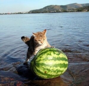 Rating: Safe Score: 0 Tags: ambiguous_gender comically_large_object daww day detailed_background domestic_cat e621 felid feline felis feral food fruit grandfathered_content humor lake low_res mackerel_tabby mammal melon mountain outside photography_(artwork) plant real real_world sea seaside sky solo tabby_cat tail unknown_artist water watermelon wet what User: bunchy7s
