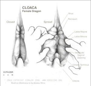 Rating: Explicit Score: 0 Tags: anatomically_correct anatomy_reference animal_genitalia clitoris cloaca cloacal cloacal_fingering diagram dragon e621 ecmajor educational english_text female feral fingering genitals greyscale gynecological interspecies mod monochrome mythological_creature mythological_scalie mythology scalie shadow_wyrm solo spread_cloaca spreading text third-party_edit traditional_media_(artwork) vertical_cloaca User: bunchy7s