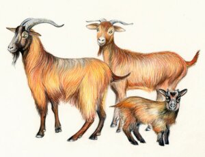 Rating: Safe Score: 0 Tags: bovid caprine cloven_hooves e621 female feral goat group hooves horn looking_at_viewer male mammal quadruped simple_background size_difference unknown_artist white_background young young_feral User: bunchy7s Rating: Safe Score: 0 Tags: bovid caprine cloven_hooves e621 female feral goat group hooves horn looking_at_viewer male mammal quadruped simple_background size_difference unknown_artist white_background young young_feral User: bunchy7s