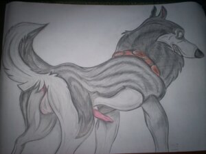 Rating: Explicit Score: 0 Tags: 4:3 akiak alaskan_malamute anatomically_correct anatomically_correct_genitalia anatomically_correct_penis animal_genitalia animal_penis balto_(series) canid canine canine_genitalia canine_penis canis domestic_dog e621 erection feral genitals grandfathered_content greyscale hi_res male mammal monochrome nordic_sled_dog penis quadruped real solo spitz steele_(balto) tail toony universal_studios wolf User: bunchy7s