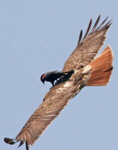 Rating: Safe Score: 0 Tags: accipitrid accipitriform ambiguous_gender avian beak bird buteo chickenhawk duo e621 feathered_wings feathers feral flying grandfathered_content icterid male new_world_blackbird oscine passerine photo real red-tailed_hawk red-winged_blackbird riding riding_on_back size_difference tail tail_feathers unknown_artist wings User: bunchy7s