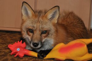 Rating: Safe Score: 0 Tags: 2011 ambiguous_gender black_body black_fur black_nose brown_eyes canid canine claws czech daww domestic_pet e621 female feral fluffy fox fur grandfathered_content inner_ear_fluff inside leg_markings long_mouth looking_at_viewer lying mammal markings najlvin no_sclera on_front orange_body orange_fur paws photography_(artwork) pinned pupils real red_fox rubber_chicken slit_pupils snout socks_(marking) solo toy true_fox tuft unusual_pupils vixey_(real) whiskers white_body white_fur User: bunchy7s