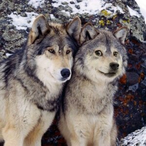 Rating: Safe Score: 0 Tags: 1:1 ambiguous_gender canid canine canis digital_media_(artwork) doge dogelore duo e621 feral fur grandfathered_content humor lichen looking_at_viewer mammal meme northwestern_wolf outside photo_manipulation real snow tan_body tan_fur unknown_artist white_body white_fur wolf User: bunchy7s Rating: Safe Score: 0 Tags: 1:1 ambiguous_gender canid canine canis digital_media_(artwork) doge dogelore duo e621 feral fur grandfathered_content humor lichen looking_at_viewer mammal meme northwestern_wolf outside photo_manipulation real snow tan_body tan_fur unknown_artist white_body white_fur wolf User: bunchy7s