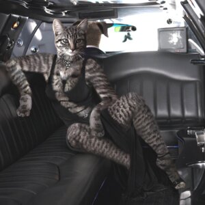 Rating: Questionable Score: 0 Tags: 1:1 anthro black_clothing canid canine canis car car_interior clothing detailed domestic_cat domestic_dog dress e621 electronics felid feline felis female inside_car inside_vehicle limousine luxury_car mammal morphed public_transportation realistic realistic_fur sergeyp solo television vehicle vehicle_for_hire User: bunchy7s Rating: Questionable Score: 0 Tags: 1:1 anthro black_clothing canid canine canis car car_interior clothing detailed domestic_cat domestic_dog dress e621 electronics felid feline felis female inside_car inside_vehicle limousine luxury_car mammal morphed public_transportation realistic realistic_fur sergeyp solo television vehicle vehicle_for_hire User: bunchy7s