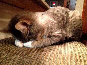 Rating: Safe Score: 0 Tags: 4:3 ambiguous_gender domestic_cat e621 felid feline felis feral grandfathered_content mackerel_tabby mammal real solo unknown_artist User: bunchy7s Rating: Safe Score: 0 Tags: 4:3 ambiguous_gender domestic_cat e621 felid feline felis feral grandfathered_content mackerel_tabby mammal real solo unknown_artist User: bunchy7s